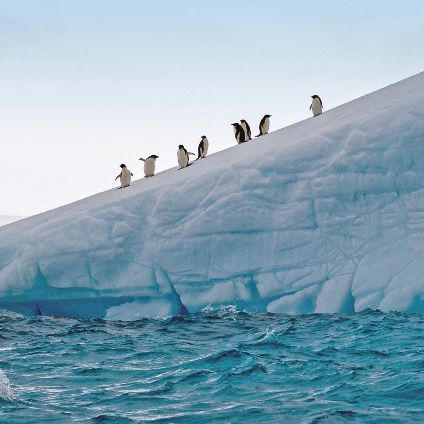 Scenic Eclipse Excursions Penguins 5.jpeg